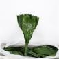 Preview: Vollsortiment - Aspidistra, 50 cm